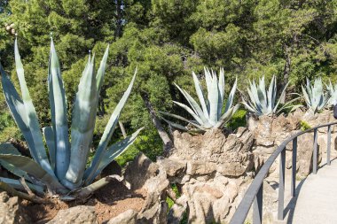 Barselona, İspanya, parkta Aloe vera bitki.