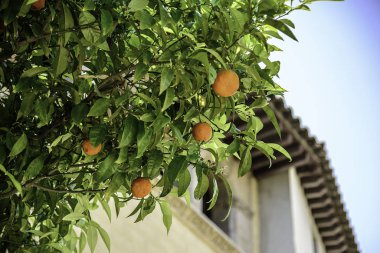 İspanya, Barcelona bir binanın zemin üzerine mandalina ağacı.
