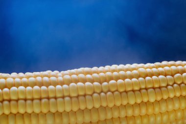 Sarı mısır taneleri, closeup düzgün satırları ayarla
