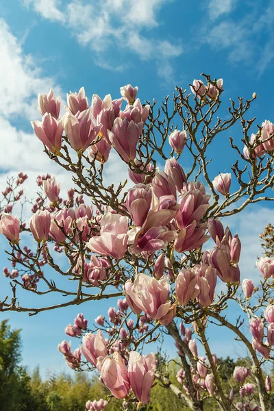 Blooming magnolias in Russia. Sochi city. Adler district park of southern cultures.