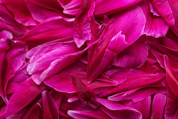 Pink Background Peony Petals — Stock Photo, Image