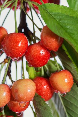 Tatlı bir kiraz bir ağaç Olgun kırmızı çilek bir şube üzerinde.