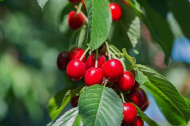 Bir ağaç üzerinde olgun kırmızı tatlı kiraz.
