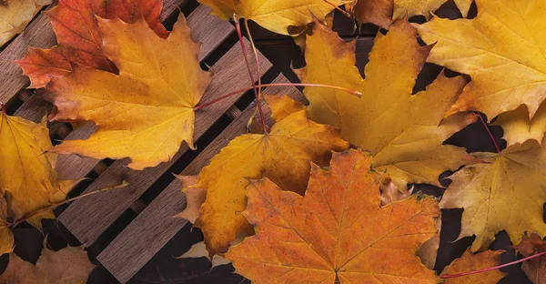 Фон цветных осенних листьев клена . — стоковое фото