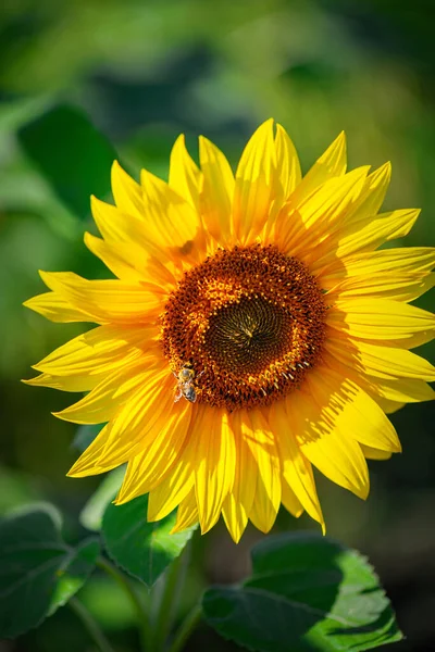 Tournesol Sur Fond Vert — Photo