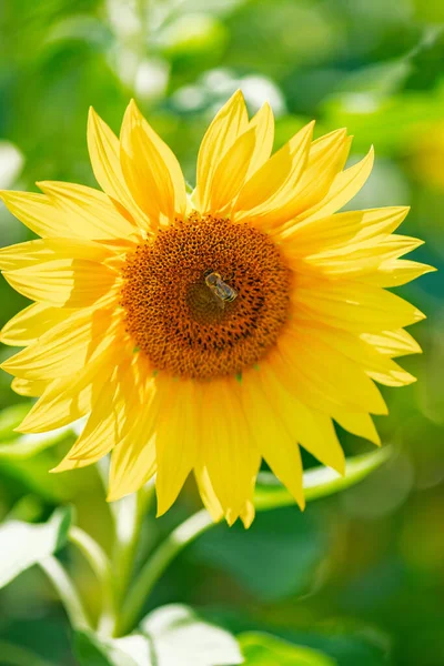 Slunečnice Včela Zeleném Pozadí — Stock fotografie