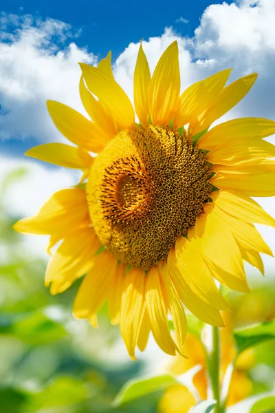 Girasol Sobre Fondo Azul Del Cielo —  Fotos de Stock