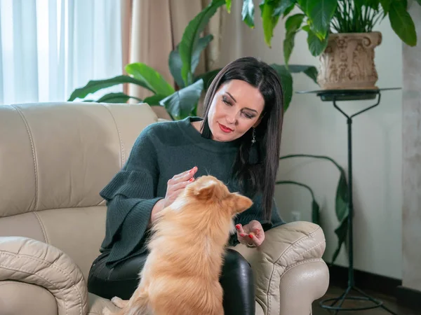 Portrét zralé krásné ženy sedí doma s krásný pomeranian psíkem. Oranžové štěně s bruneta lady. — Stock fotografie