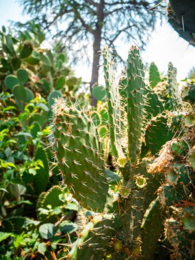 Dikenli kaktüs succulents bir botanik bahçesi içinde