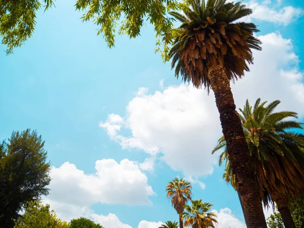 Hermosas hojas de palmera en el fondo del cielo azul en el sur en la temporada de verano . — Foto de Stock