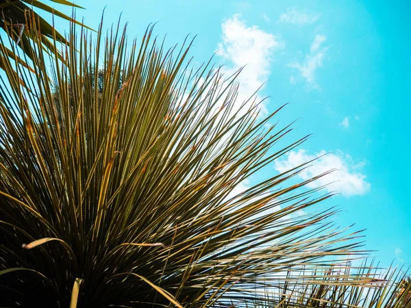 Belas folhas de palmeira no fundo do céu azul no sul na temporada de verão . — Fotografia de Stock