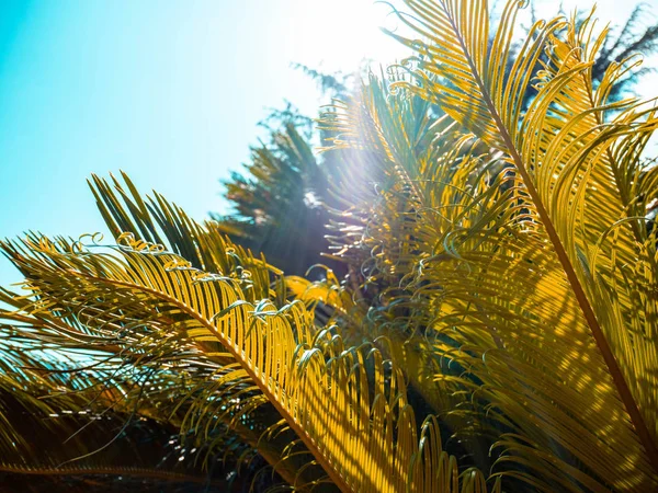 Belas folhas de palmeira no fundo do céu azul no sul na temporada de verão . — Fotografia de Stock