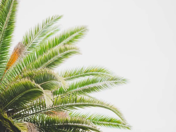 Fundo abstrato tropical. Parte de palmeira em branco. Espaço de cópia . — Fotografia de Stock
