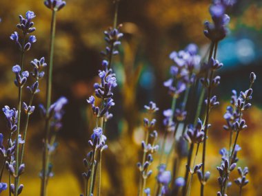 Lavanta çiçeği altın sonbahar bahçe seçici odak. Güzel çiçekleri kapatın.