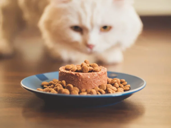 White furry cat eats with pleasure dry and canned food. Scottish Highland straight. — Stock Photo, Image