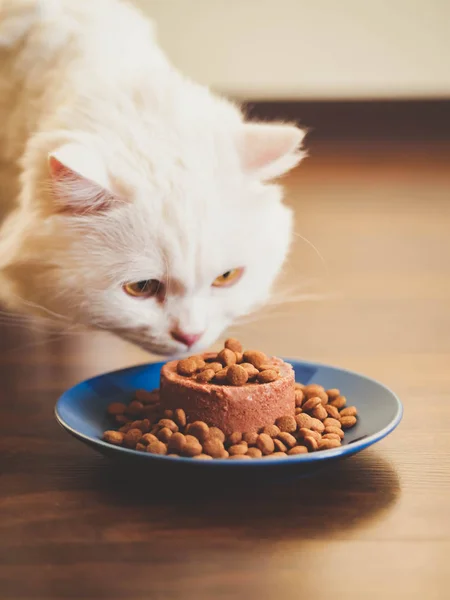 Witte harige kat eet met genoegen droog en ingeblikt voedsel. Schotse Highland rechte. — Stockfoto