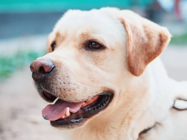 Hermoso perro adulto labrador dorado. Perrito sonriendo. Se siente caliente en verano. . —  Fotos de Stock