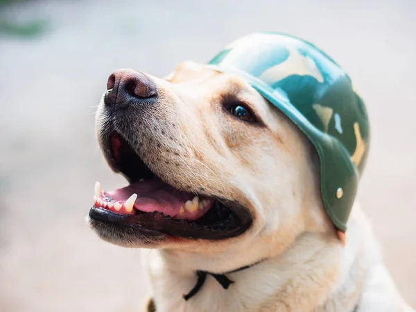 Hermoso perro adulto labrador dorado en casco militar. Perrito sonriendo. Se siente caliente en verano. Perro de guerra entrenado —  Fotos de Stock