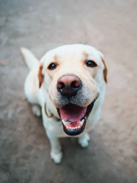 Hermoso perro adulto labrador dorado. Perrito sonriendo. Se siente caliente en verano. . —  Fotos de Stock