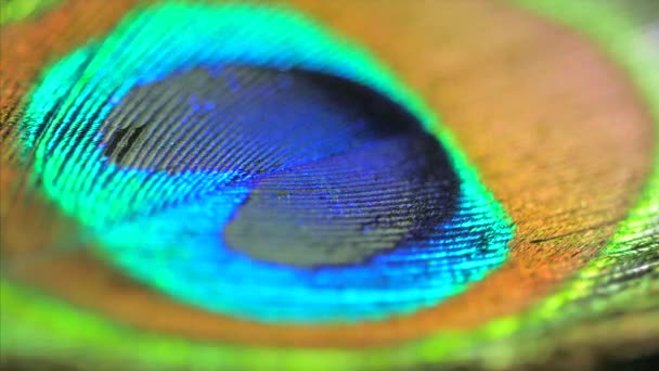 Zeer mooie peacock feather. Natuurlijke patroon. Macro. 4k. — Stockvideo