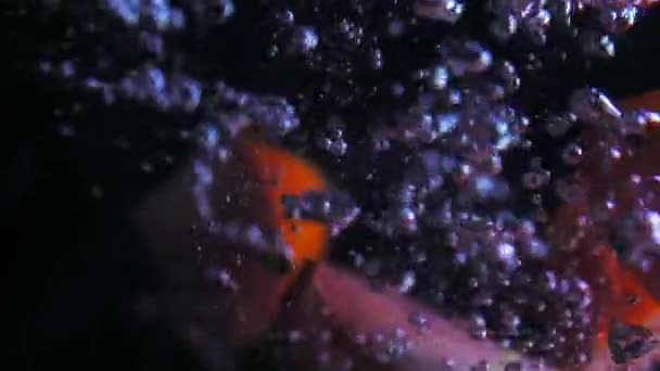 Succosa fetta di pomodoro fresco, verdura che cade in acqua sullo sfondo nero, Slow Motion — Video Stock