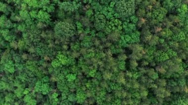 Hava döner manzara orman yeşil ağaçlar ile drone. Kuzey Avrupa ahşap vurdu. Sinematik tonned