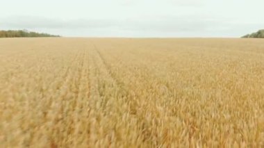 Yakın büyük sarı buğday alan uçan. Anteni: Uçuş üzerinde mısır tarlası. Drone görünümü. Hasat, tarım kavramı