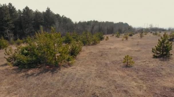 Vue Aérienne Par Drone. vol de retour au-dessus des collines d'automne avec forêt. lumière douce. Superbe paysage en bois. Herbe jaune fanée et petits sapins. Beau monde 