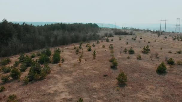 Drone felvételeket légifelvételek: Repülés őszi dombokon, az erdőben. lágy fény. Sárga fű és kis fenyők elhalványult. Csodálatos fa táj. Szép világ — Stock videók