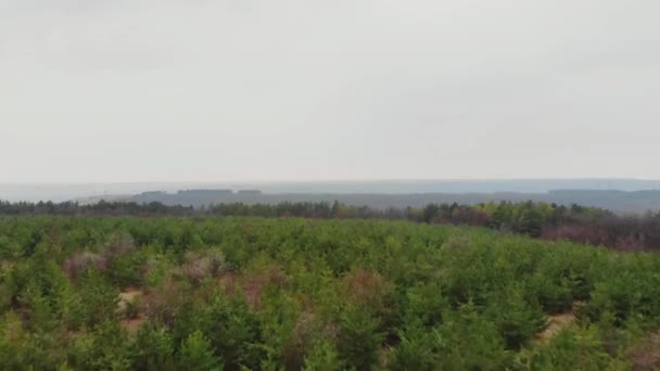 Vista aérea desde dron de bosque con árboles verdes. Disparo sobre la madera del norte de Europa. Toneladas cinematográficas — Vídeos de Stock