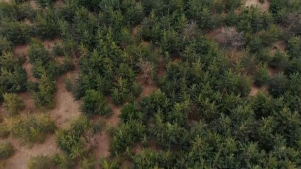 Veduta aerea da drone di foresta con alberi verdi. Girato sopra il bosco nord europeo. Tonnellata cinematografica — Video Stock