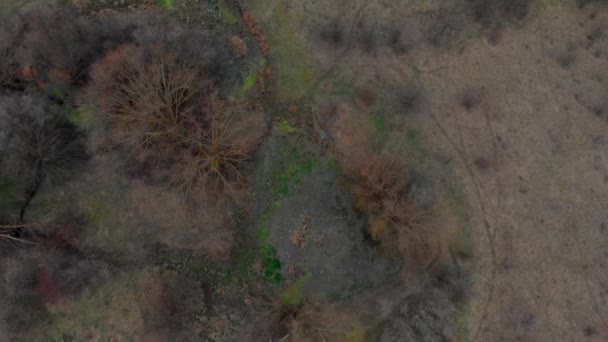 Veduta aerea da drone di foresta con alberi verdi e palude. Girato sopra il bosco nord europeo. Tonnellata cinematografica — Video Stock