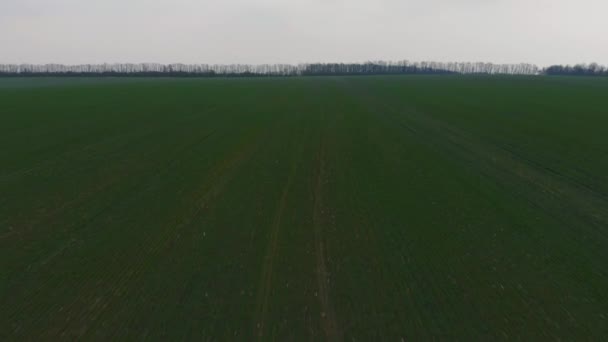 Vista aérea desde el dron. Panorama del campo verde del valle en días lluviosos nublados. Paisaje de otoño. Hermosa escena de naturaleza — Vídeos de Stock