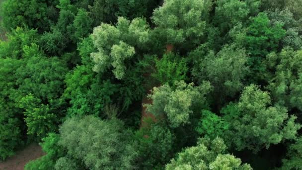 A légi felvétel a drone erdő zöld fák. Lövés, mint az észak-európai fa. Eső után keskeny folyó — Stock videók