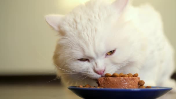 Weiße pelzige Katze frisst gerne Trockenfutter und Konserven. Schottisches Hochland. — Stockvideo