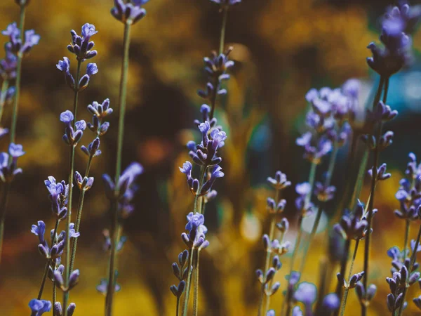 Selective focus on lavender flower in the golden autumn garden. Close up beautiful flowers.
