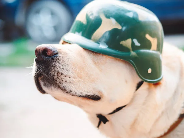 Hermoso Perro Adulto Labrador Dorado Casco Militar Perrito Sonriendo Siente —  Fotos de Stock