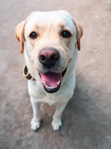 Krásný Zlatý Labrador Dospělost Pejsek Úsměvem Cítí Svěží Léto — Stock fotografie