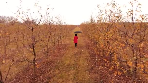 Kvinna i röd rock och med paraply promenader ensam mellan träd i äppelträdgård på höstsäsongen. Flicka går vidare bort från drönare flygande kamera. Minimalism, resor, naturbegrepp — Stockvideo