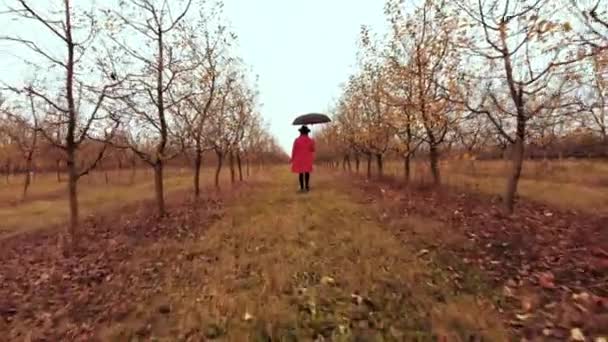 Woman in red coat and with umbrella walking alone between trees in apple garden at autumn season. Girl goes ahead away from drone flying camera. Minimalism, travel, nature concept — Stock Video