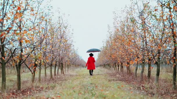 Женщина в красном пальто, шляпе и зонтике ходит одна между деревьями в яблоневом саду в осенний сезон. Девушка уходит от камеры. Минимализм, путешествия, концепция природы — стоковое видео