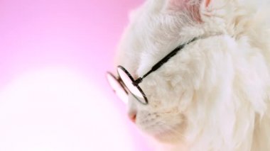 Aile içi soigne bilim adamı kedi pembe arka plan duvar üzerinde poz veriyor. Şeffaf yuvarlak gözlük de beyaz kabarık kedi portresi kapatın. Eğitim, bilim, bilgi kavramı.