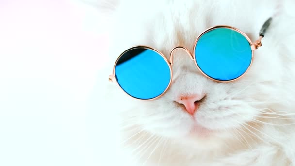 Πορτραίτο του highland ευθεία χνουδωτή γάτα με μακριά μαλλιά και στρογγυλά γυαλιά ηλίου. Μόδα, στυλ, δροσερή ιδέα των ζώων. Στούντιο footage. Λευκό pussycat σε άσπρο φόντο. 4k — Αρχείο Βίντεο