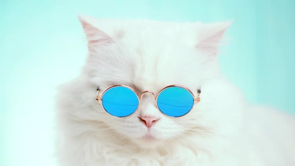 Highland egyenesen bolyhos macska hosszú haj és a kerek napszemüveg portréja. Divat, stílus, hűvös állati fogalom. Stúdió felvétel. Fehér cica, a kék háttér. 4k