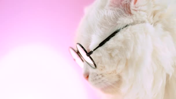 Domestico soigne científico gato poses en rosa fondo pared. Cerrar retrato de gatito blanco esponjoso en gafas redondas transparentes. Educación, ciencia, concepto de conocimiento . — Vídeos de Stock