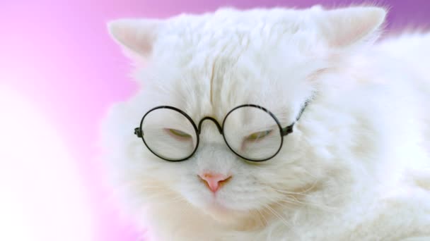 Auf rosafarbenem Hintergrund posiert die einheimischen Soigne Scientist Cat. Nahporträt eines weißen, flauschigen Kätzchens in durchsichtigen, runden Gläsern. Bildung, Wissenschaft, Wissenskonzept. — Stockvideo