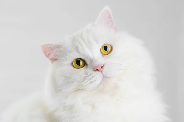 Portrait de chat écossais droit écossais des hautes terres blanches et duveteuses isolé sur fond de studio blanc. Chaton mignon ou chaton avec de grands yeux jaunes — Photo