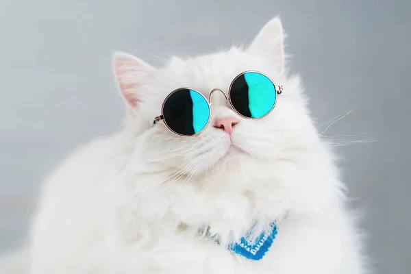 Uzun saç ve yuvarlak güneş gözlüğü ile yayla düz kabarık kedi portresi. Moda, stil, hayvan serin genel kavram. Studio fotoğraf. Gri arka plan üzerinde beyaz kedicik — Stok fotoğraf