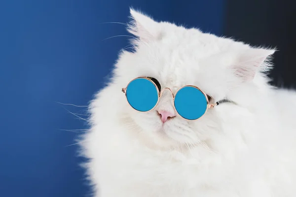 Portret van witte pluizige kat in mode zonnebril. Studio foto. Luxe binnenlandse kitty in glazen vormt op blauwe achtergrond muur. — Stockfoto