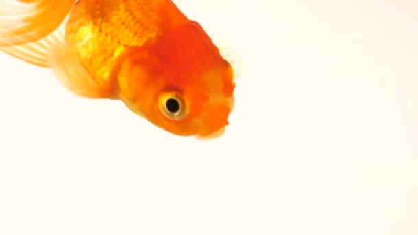Одна взрослая золотая рыбка с плавниками, плавающие в аквариуме изолированы на белом фоне. Рыба плавает в водяном столбе. Запись крупным планом. Концепция домашних животных. 4k . — стоковое видео